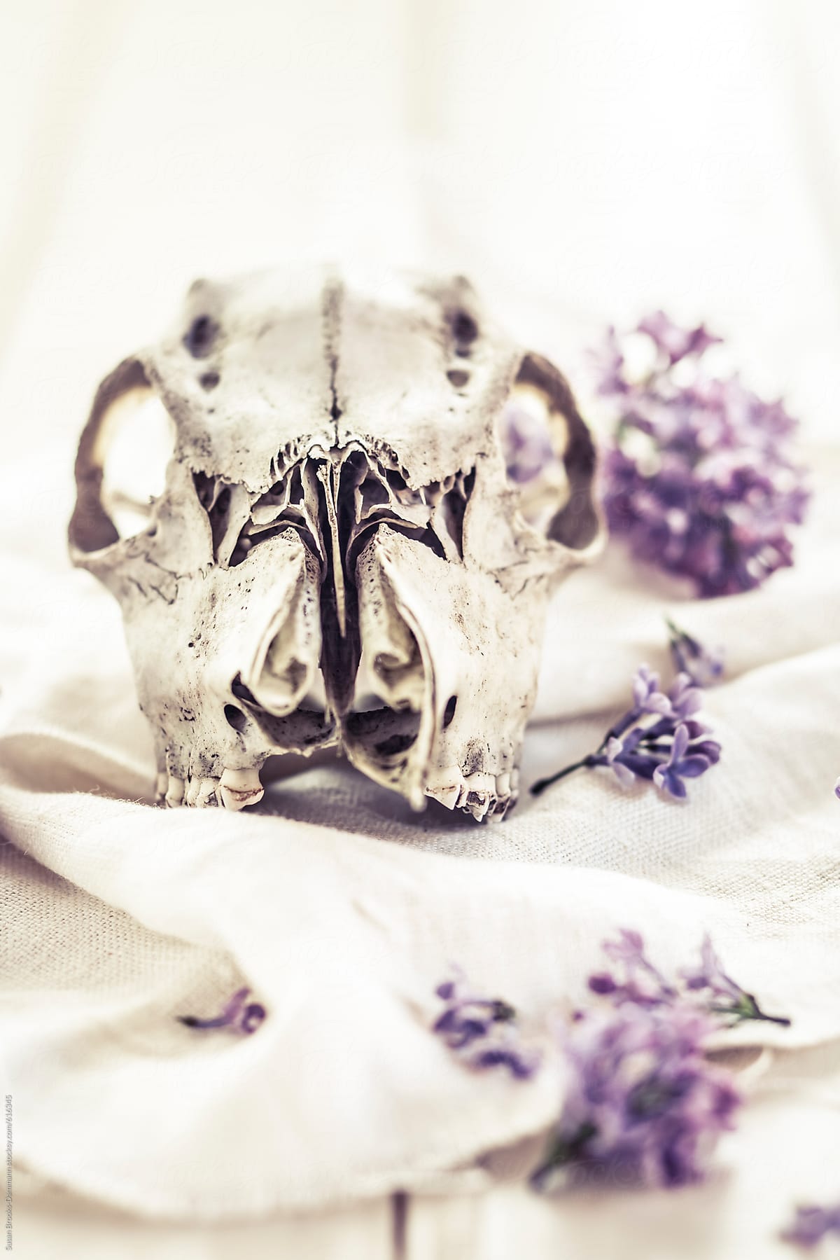 Deer Skull with Lilacs
