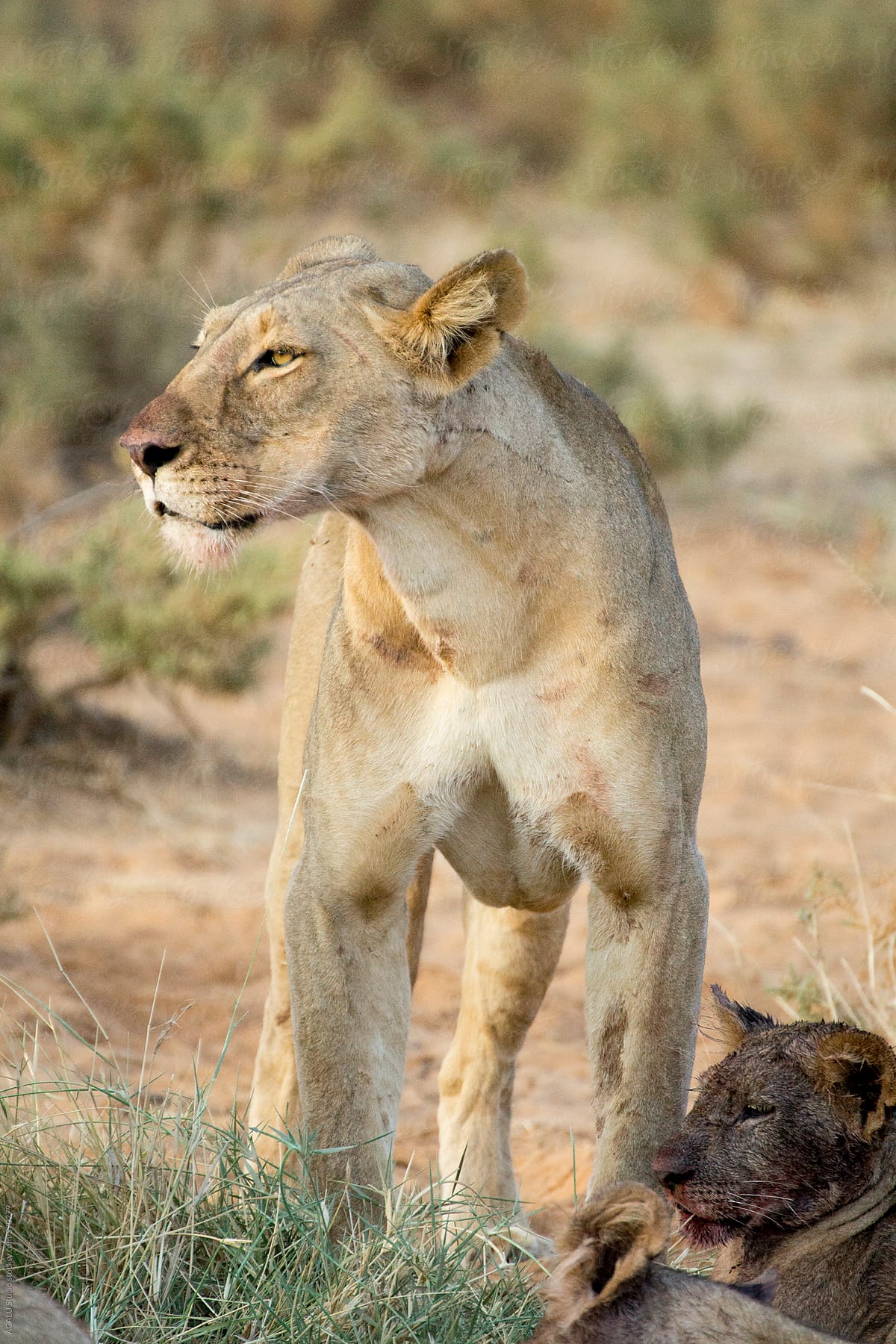 Pride of lionesses