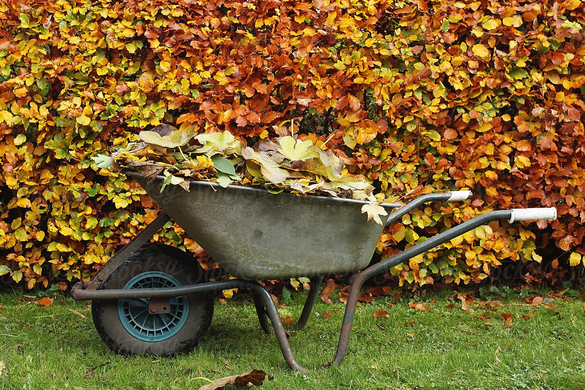 Collected autumn leaves in wheelbarrow