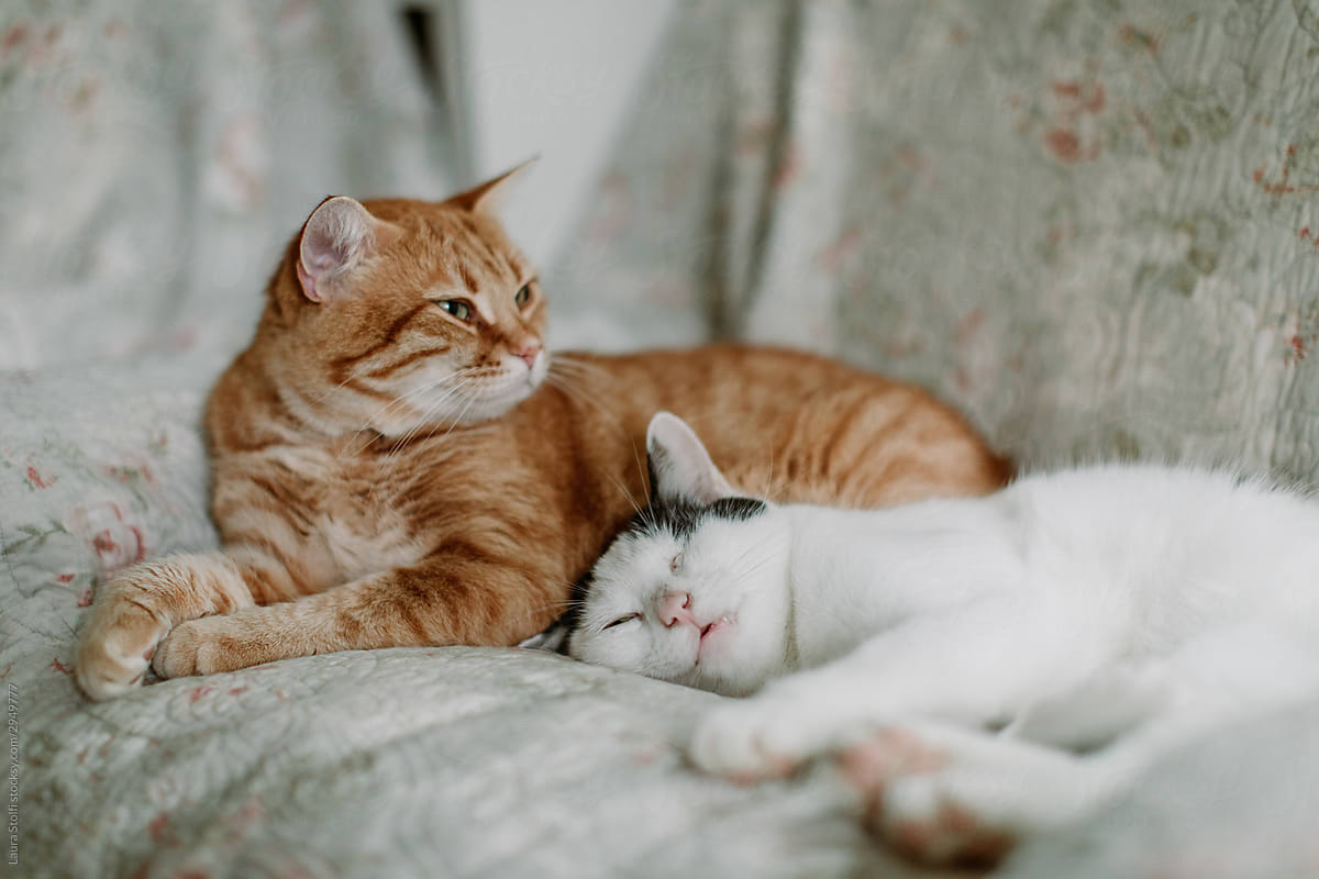 One cat sleeps with his head laying on another cat\'s lap