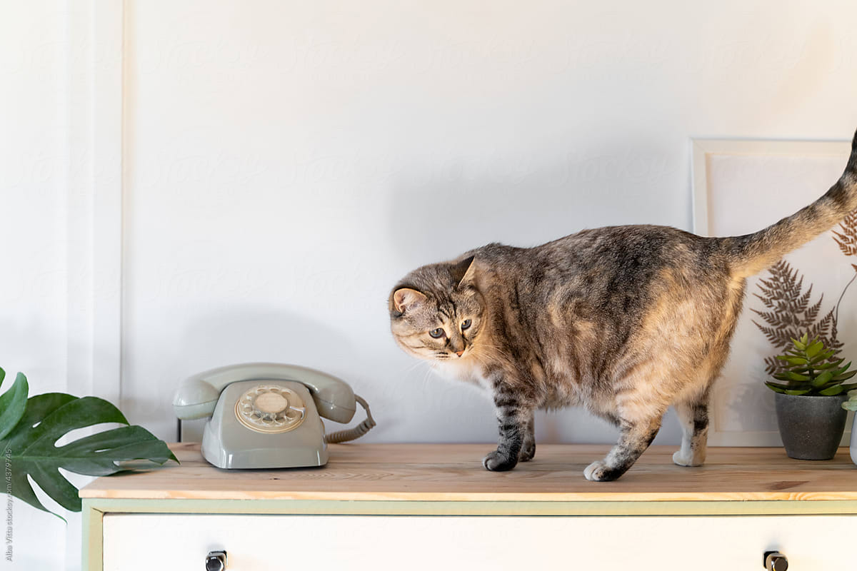 Cute cat on chest of drawers with retro dial phone