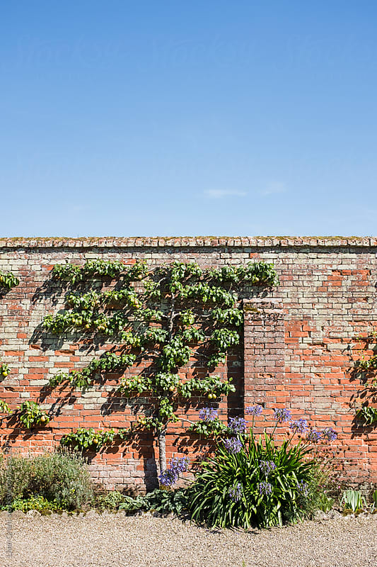 Pear trees grown espalier on a garden wall.