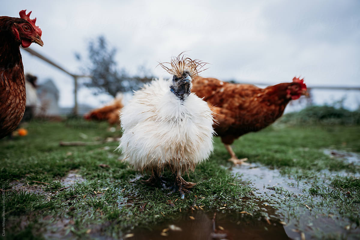 chickens after rain