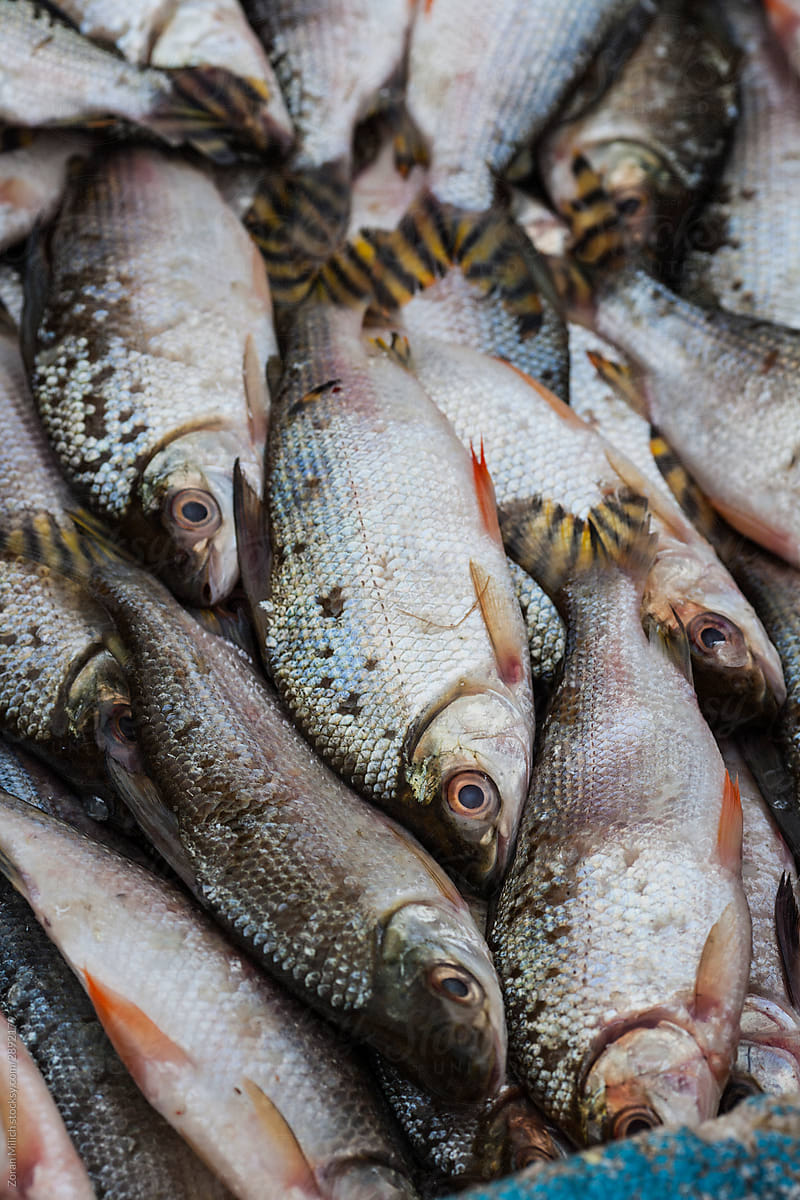 Amazon Fish Market