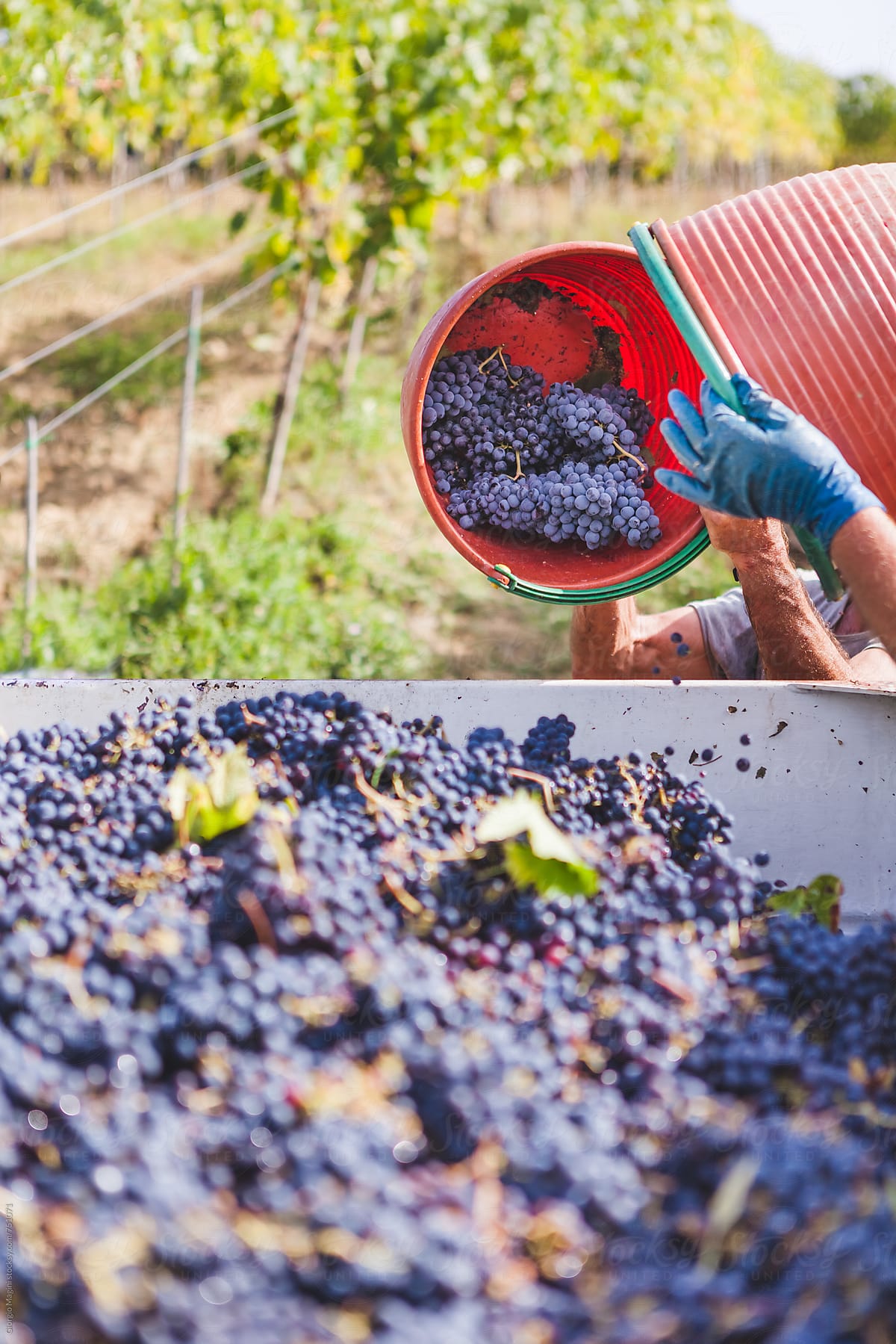 Pouring a Bucket of Red Grapevines in the Wagon, Grape Harvest in Tuscany
