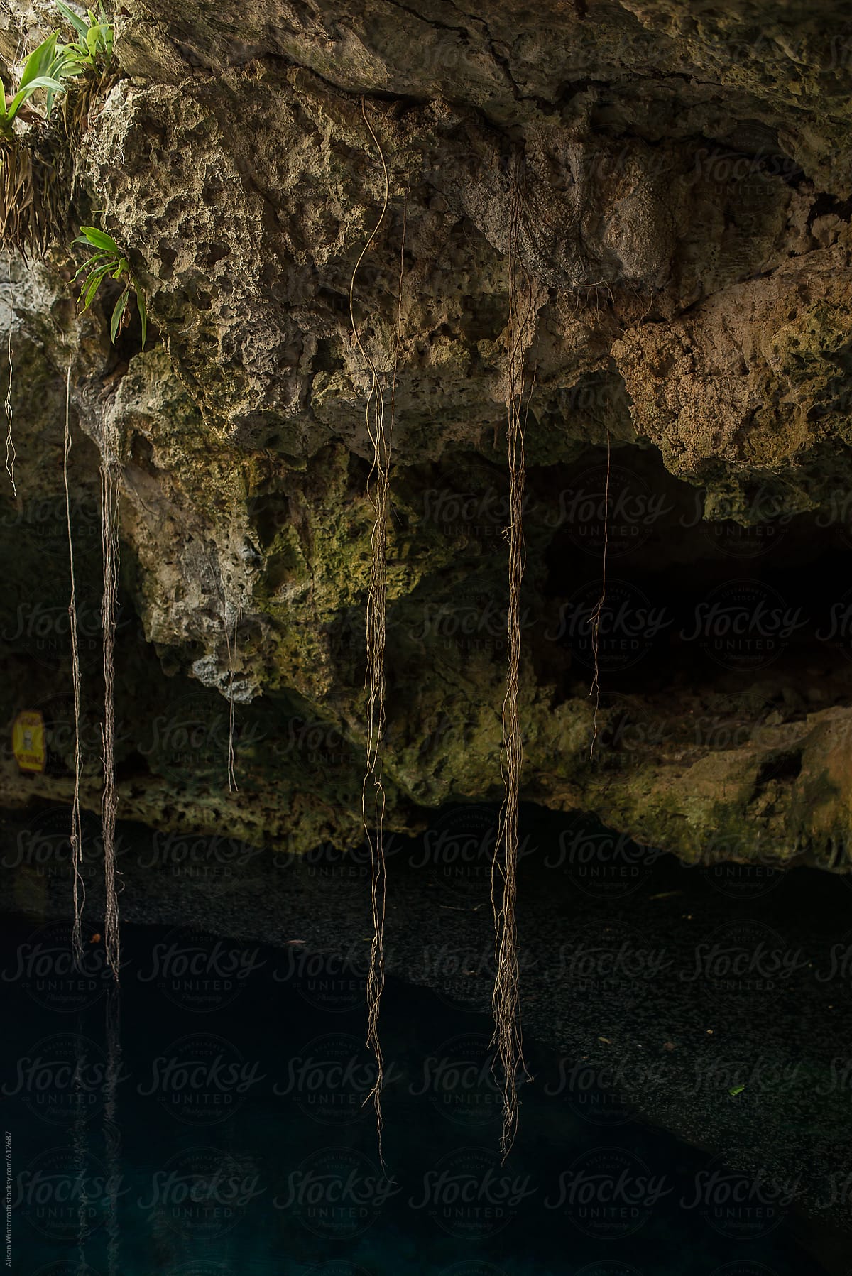 Roots Hang From Limestone Cave Ceiling