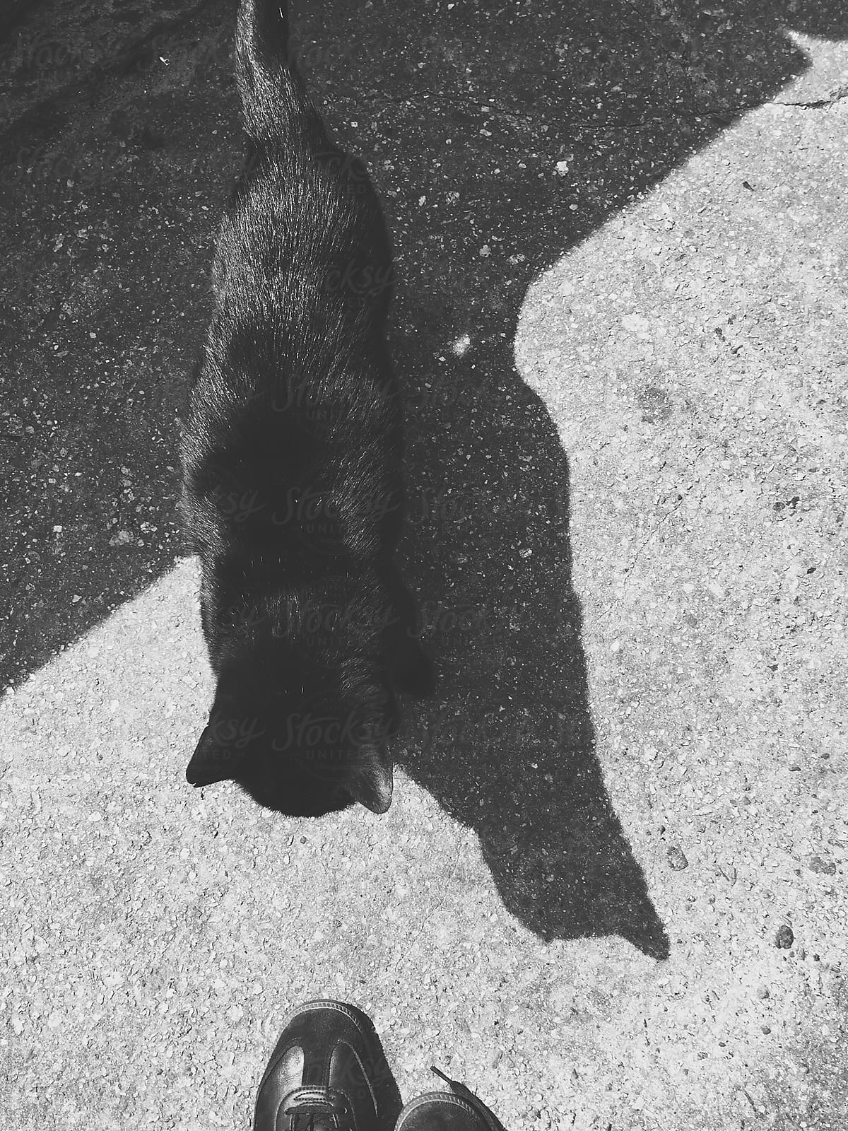 Black Cat Superstitious