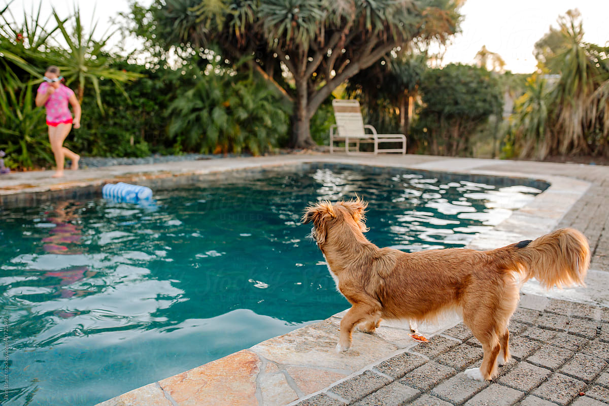 Family dog standing on edge of pool
