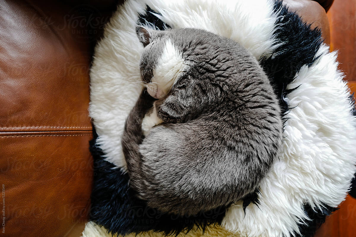 Curly sleeping Munchkin cat