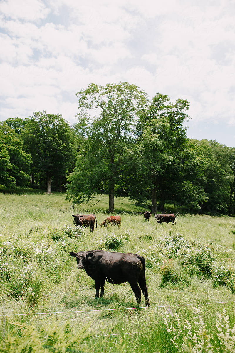 A cow standing in an open pasture with cows behind.