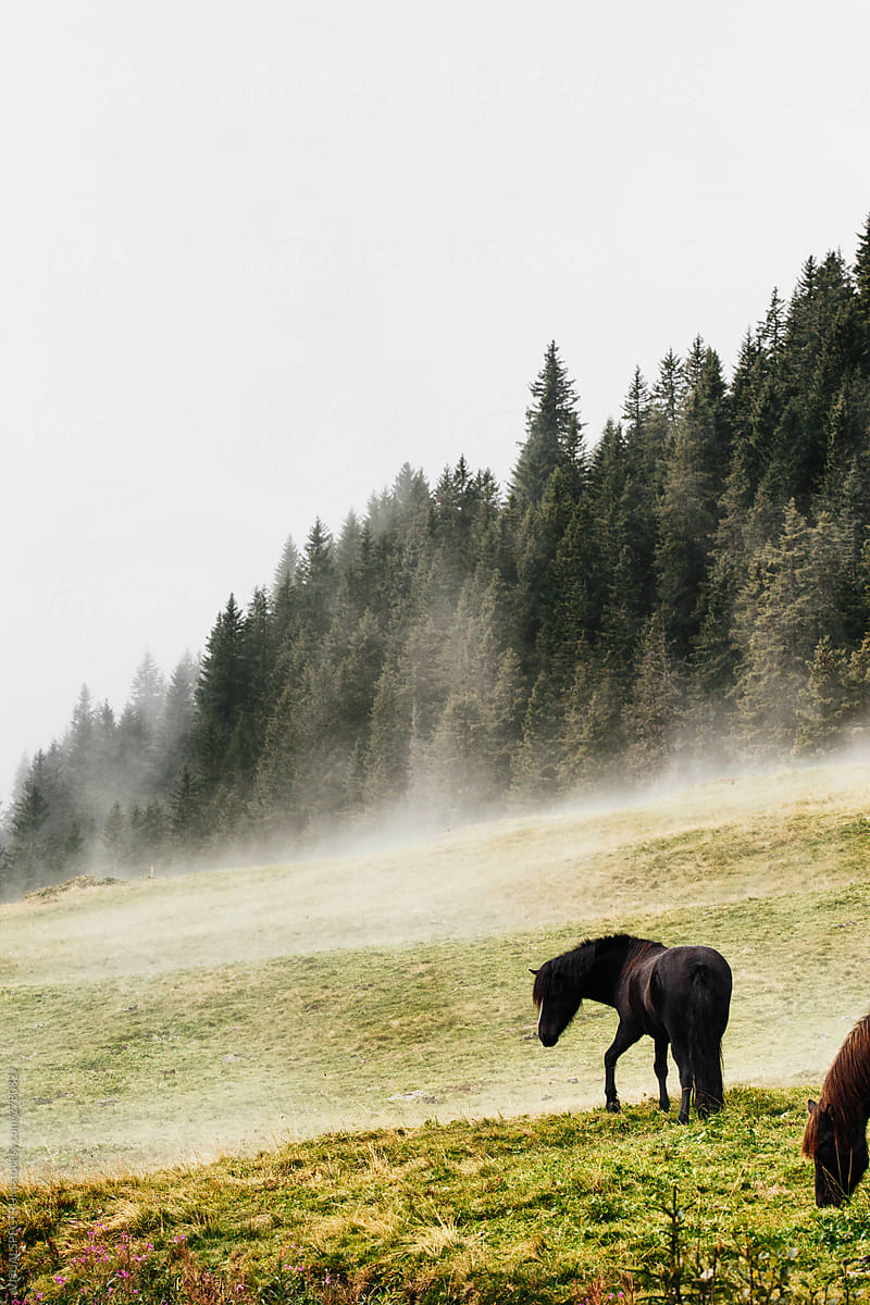 Wild Horse With Fog in Alps
