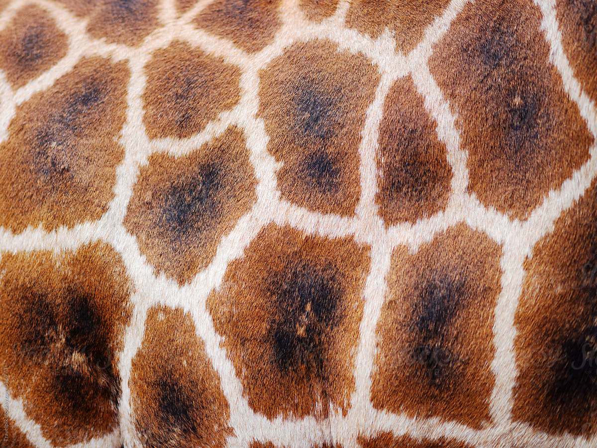 Giraffe skin. Kenya