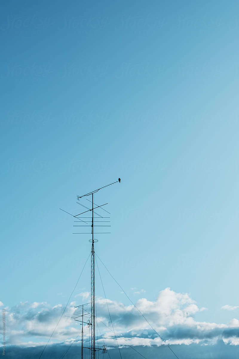 bird and antenna