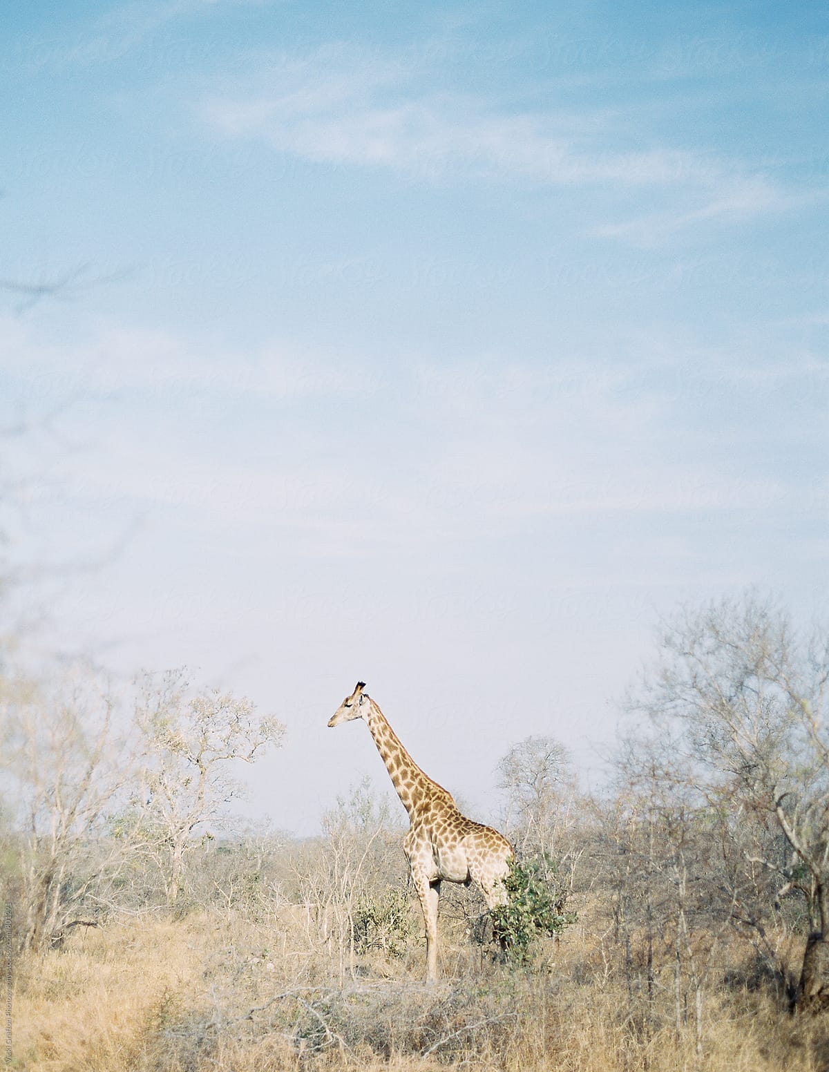 Giraffe on Safari in South Africa