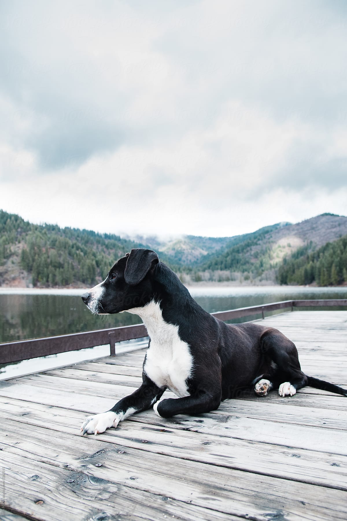 Healthy young dog relaxing by a lake.
