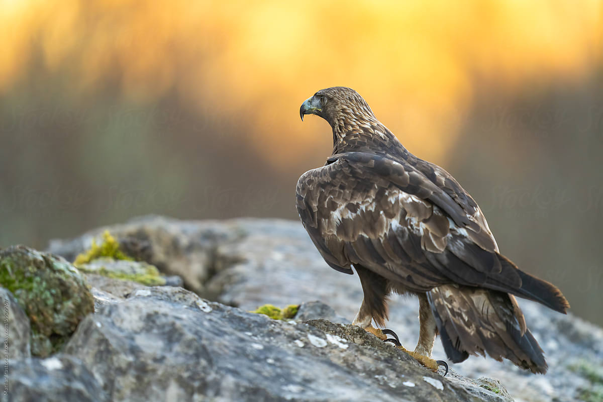 Imposing Golden Eagle On The Summit Of A Mountain