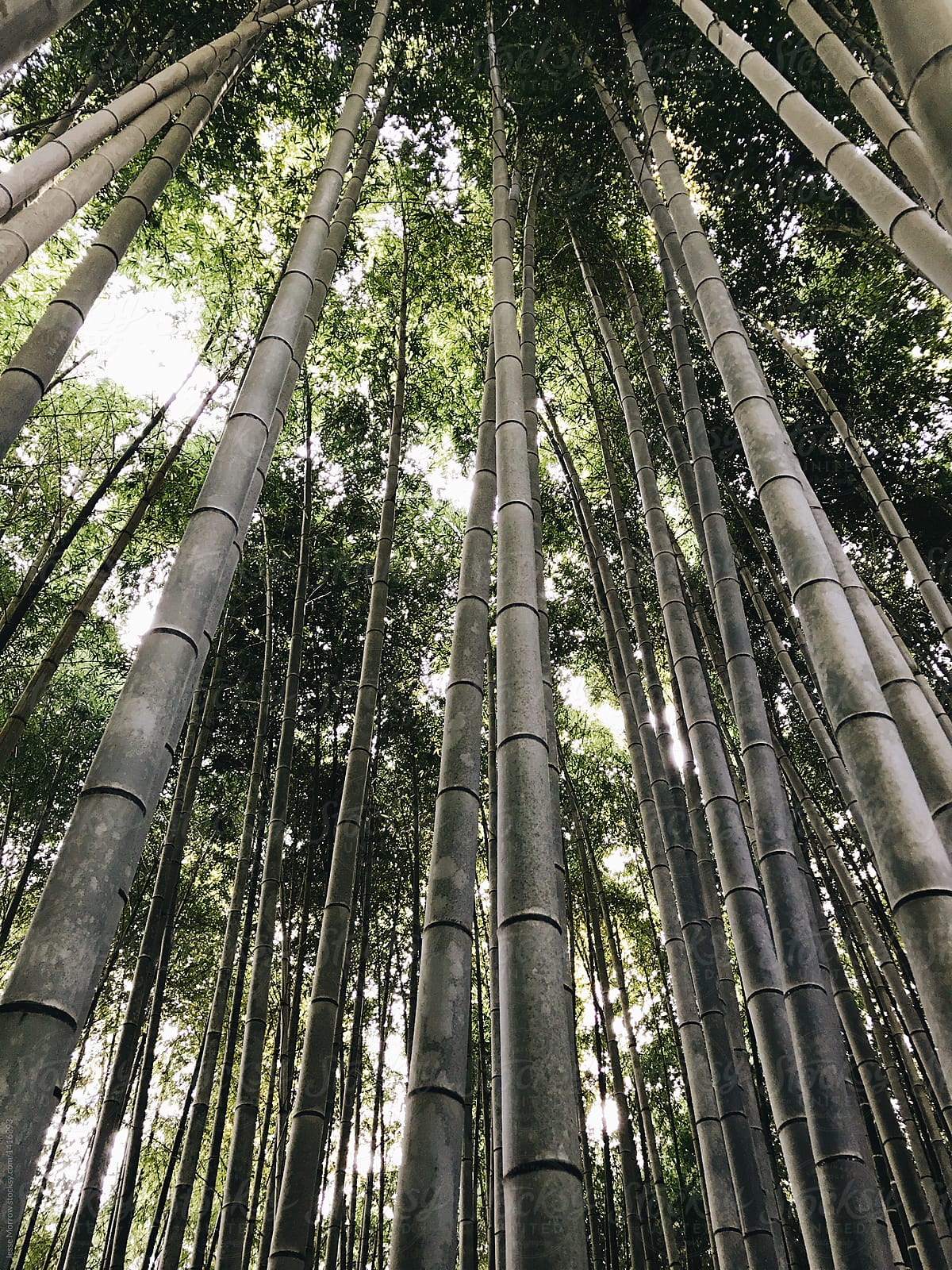 beautiful landscapes through tall old growth bamboo forest in kyoto japan