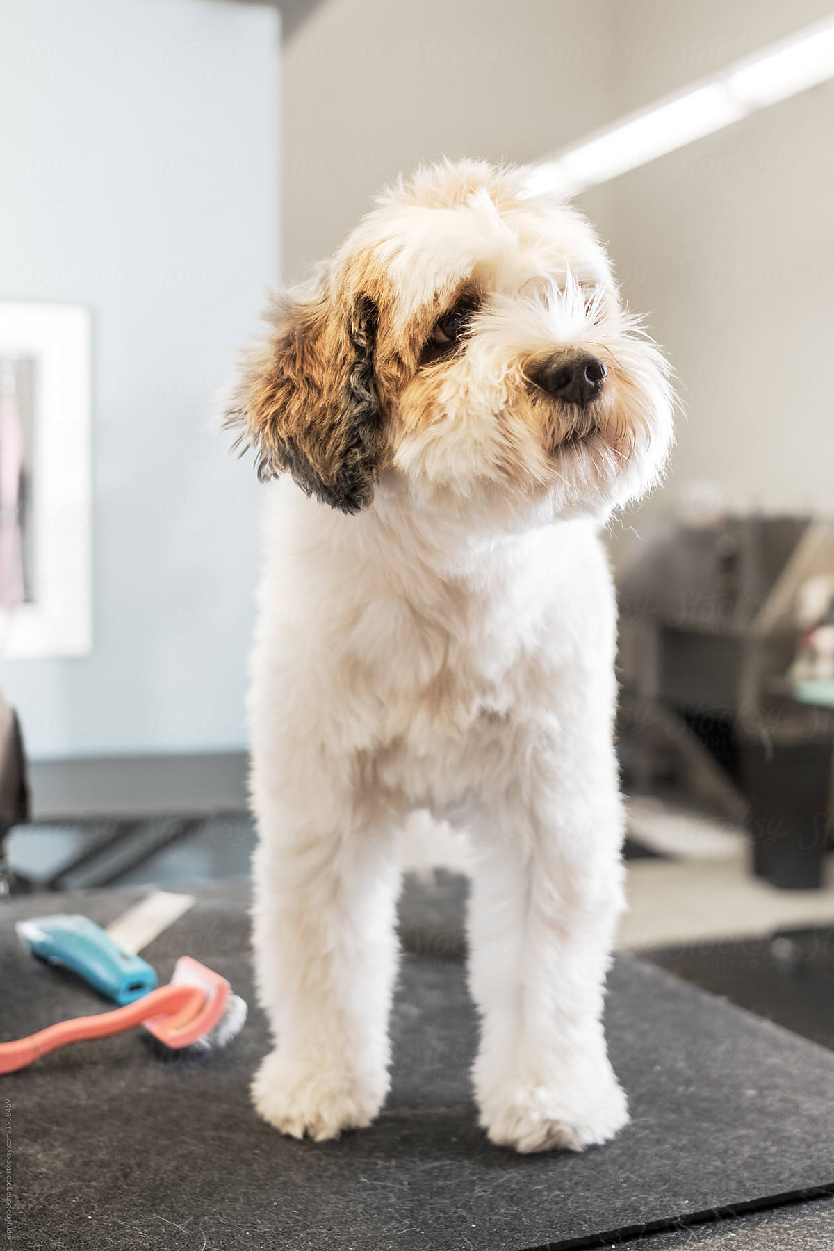 "Cute Puppy Waiting For A Haircut At Pet Salon" by Stocksy Contributor