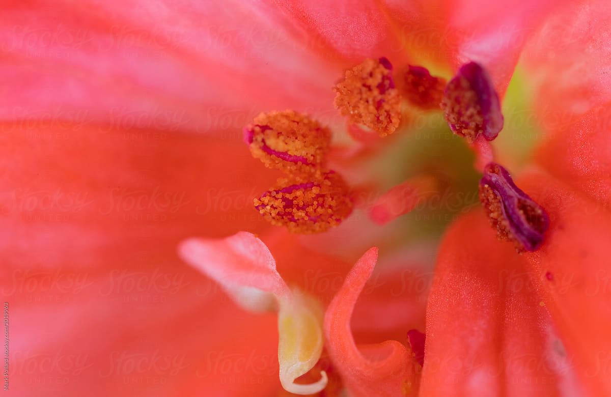 Extreme Close-up of Flower