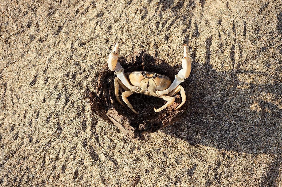 Land crab demonstrating his claws for protection