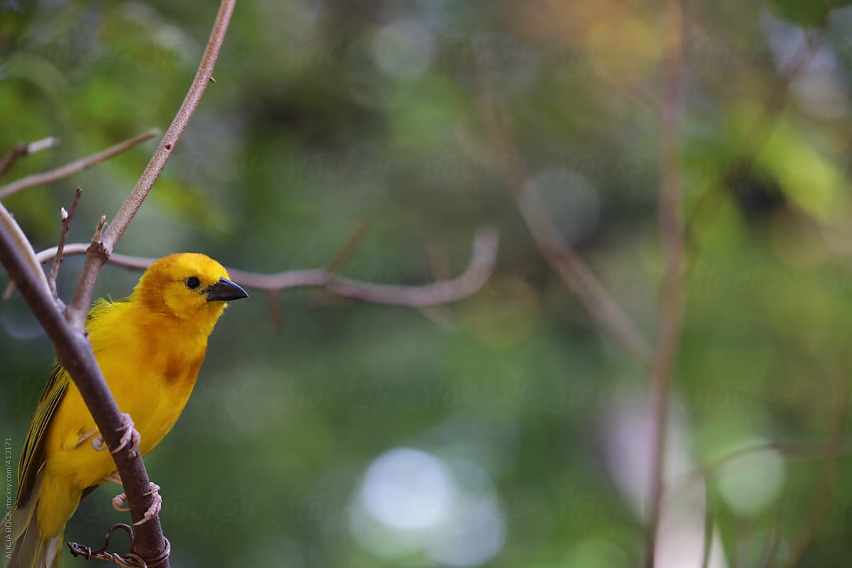 A Brightly Colored Golden Weaver Bird Perches On a Branch