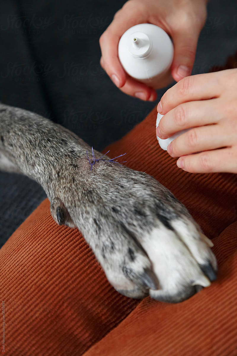 Crop owner ready to disinfect paw of dog