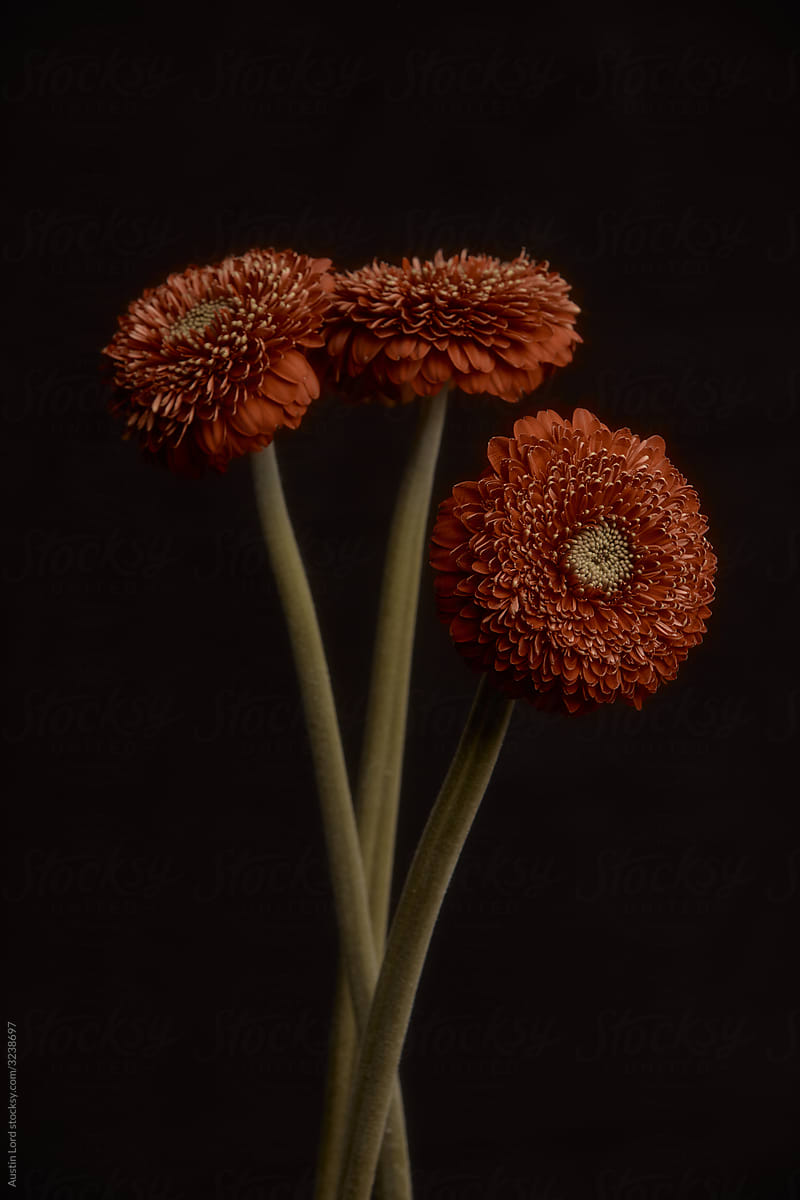 Red Flowers on A Black Background