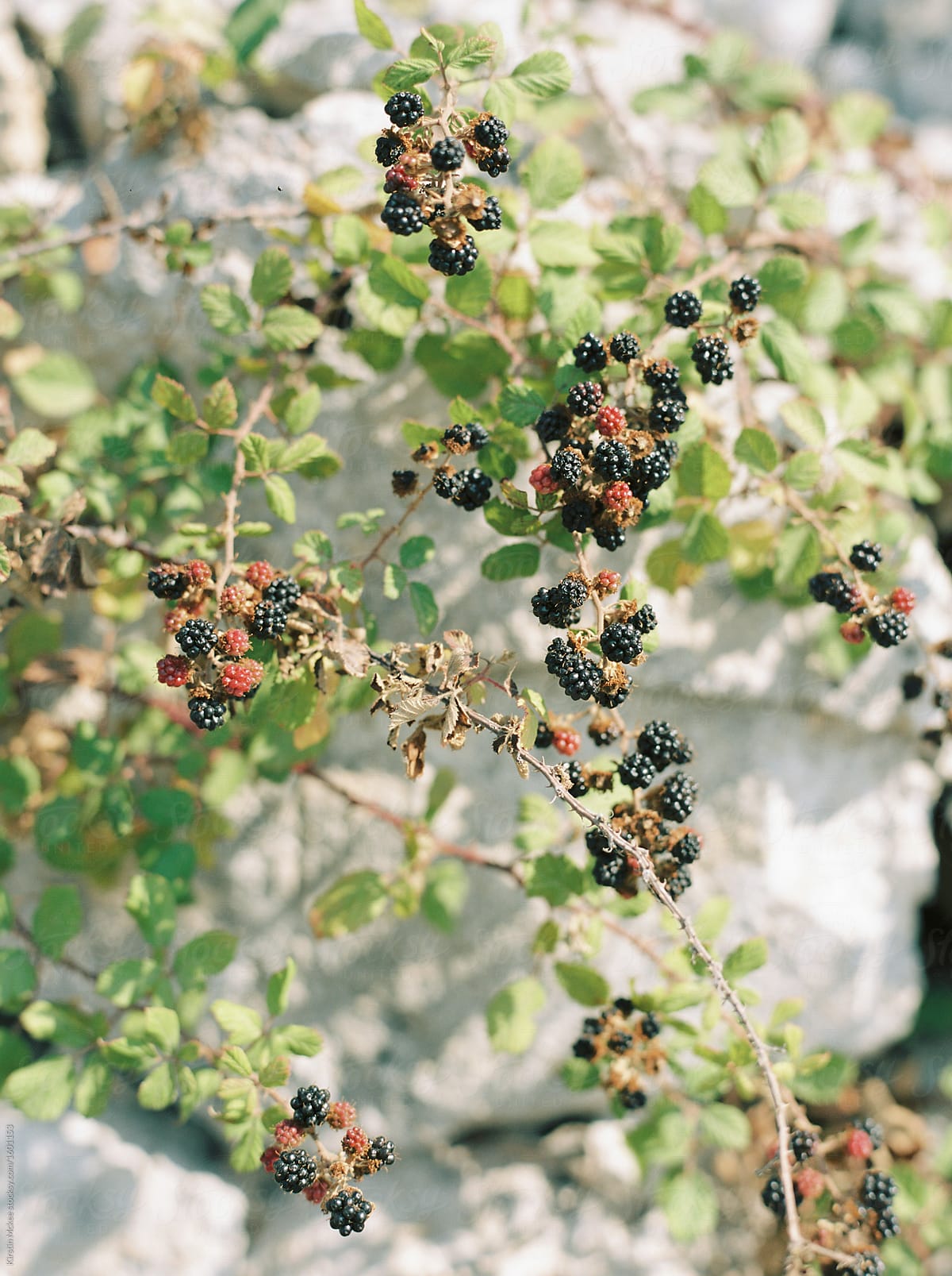 Vertical image of blackberries growing wild in Puglia