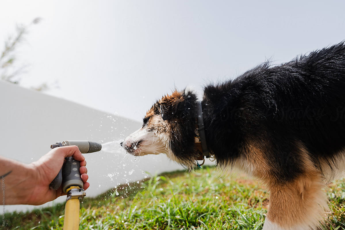 dog drinking water from the garden hose.