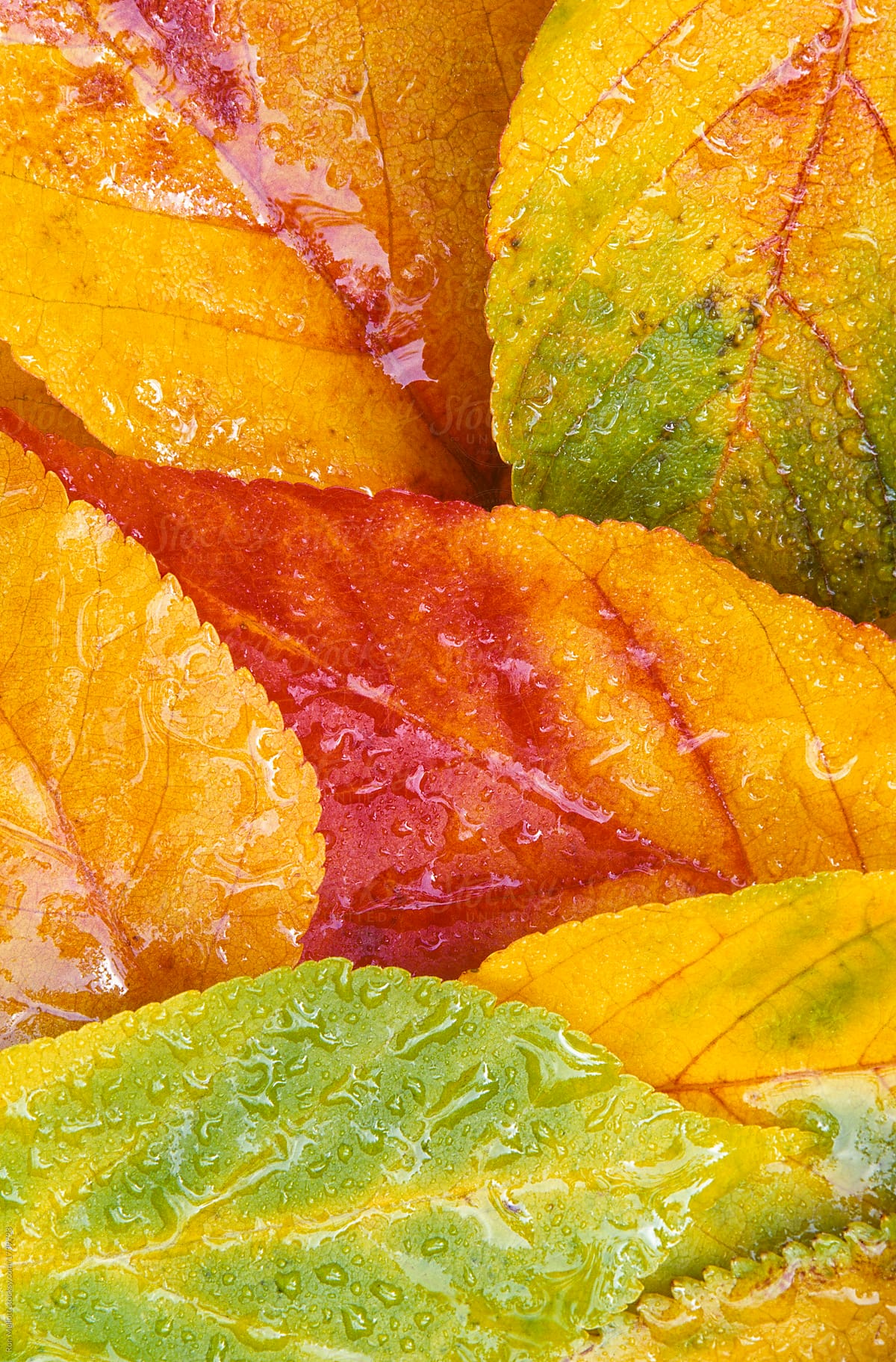 autumn leaves in pile, overlapping, macro closeup of details