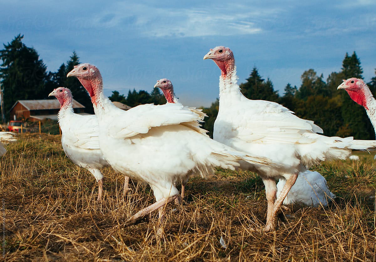 Low angle of free-ranging turkeys raised on a small-scale organic farm
