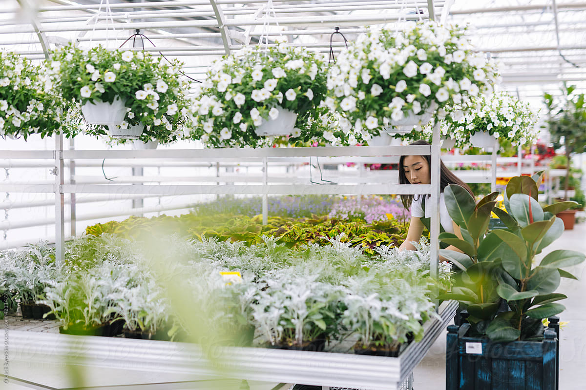 Girl working in hothouse and taking care for plants