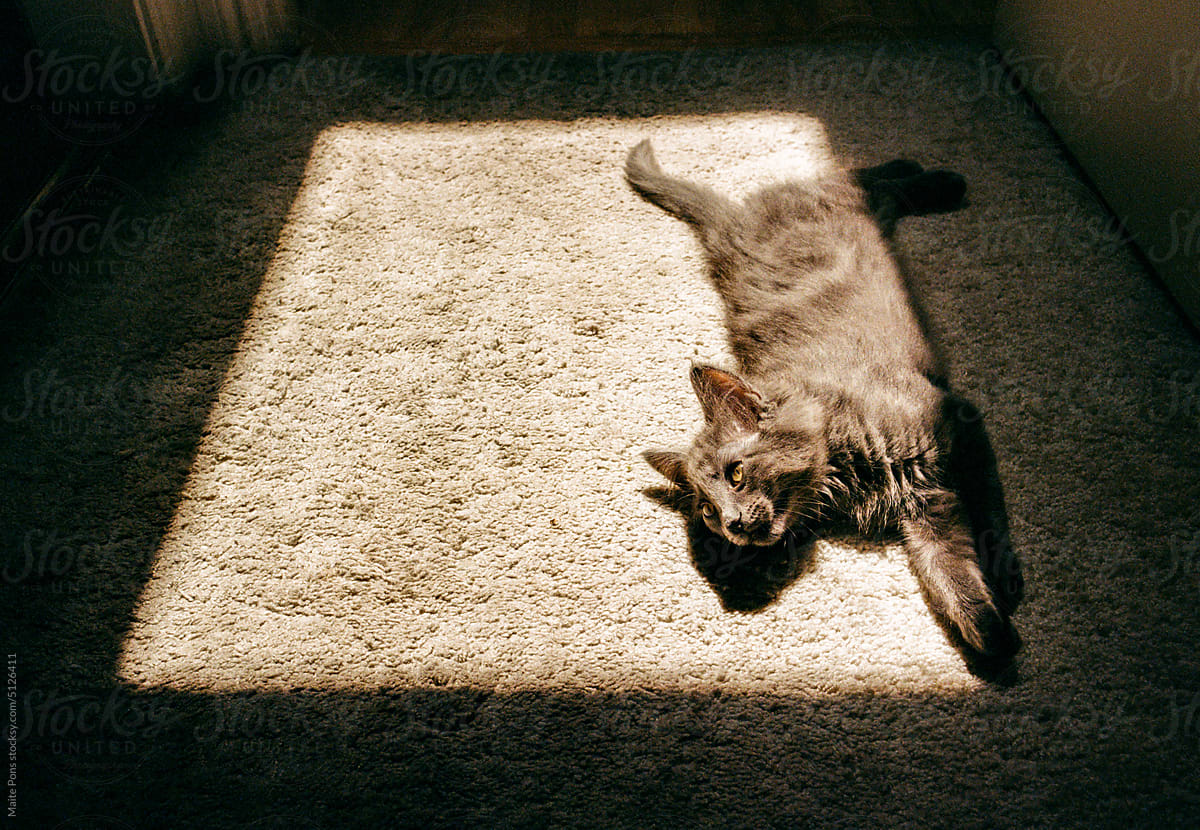 Kitten in a Patch of Light