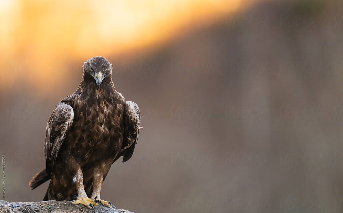 Golden Eagle Looks Directly Into The Camera With An Intimidating Gaze