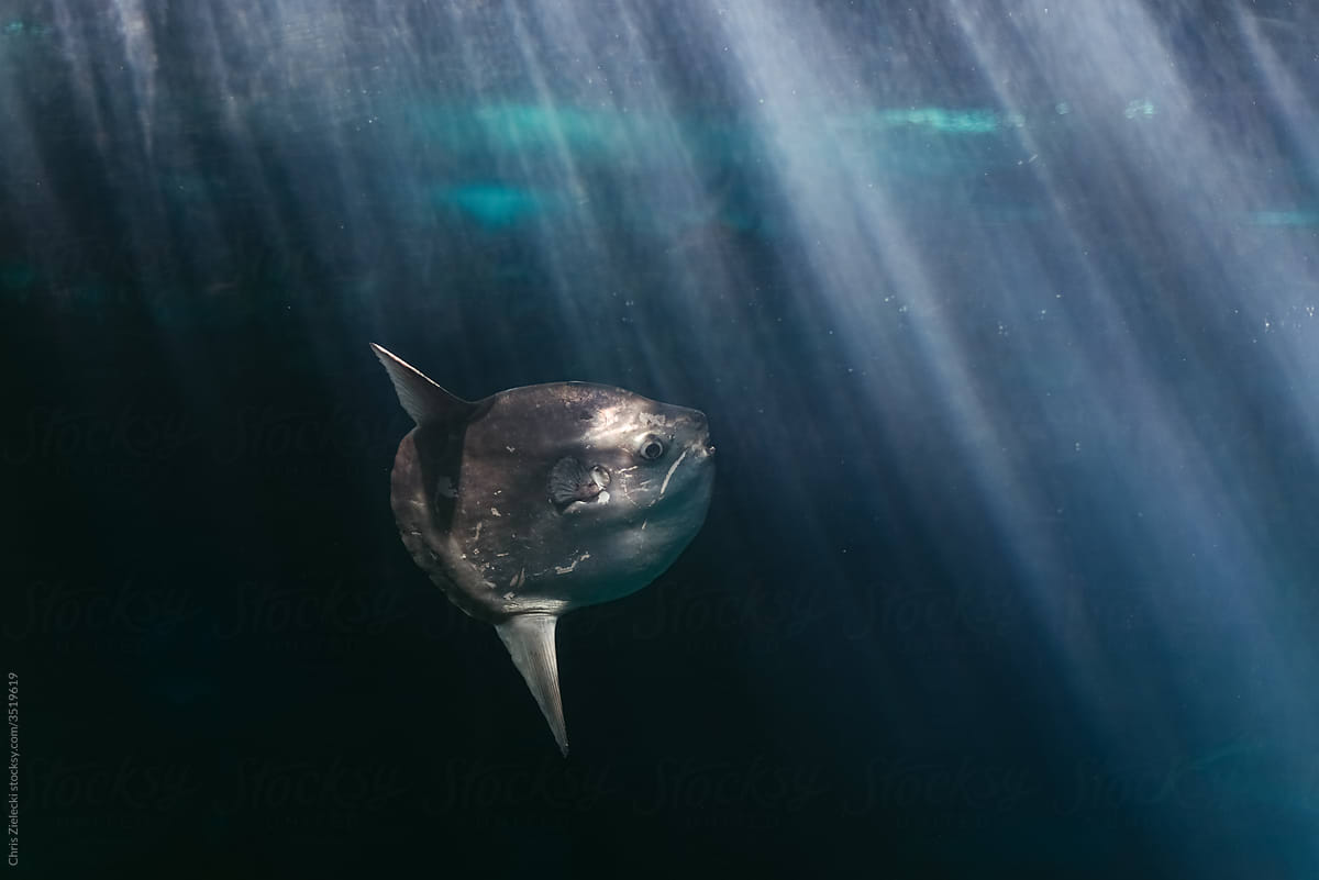 Ocean sunfish swimming in deep water