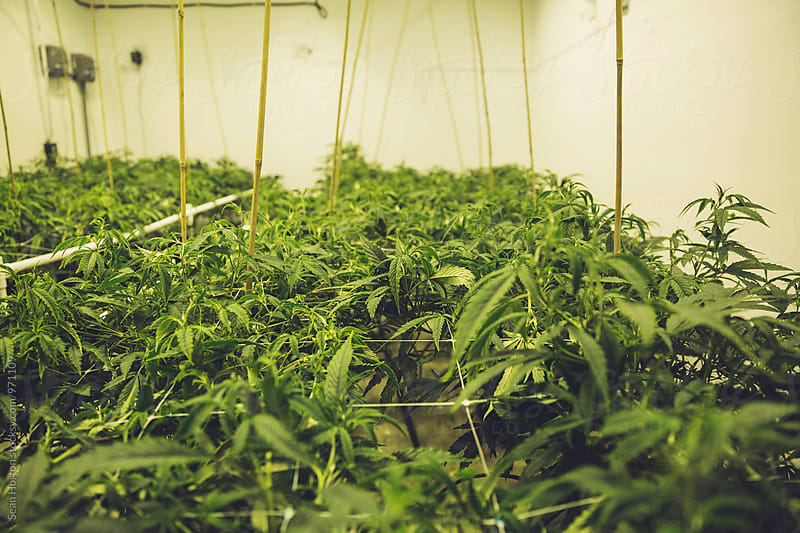 Indoor Medical Marijuana Grow Room