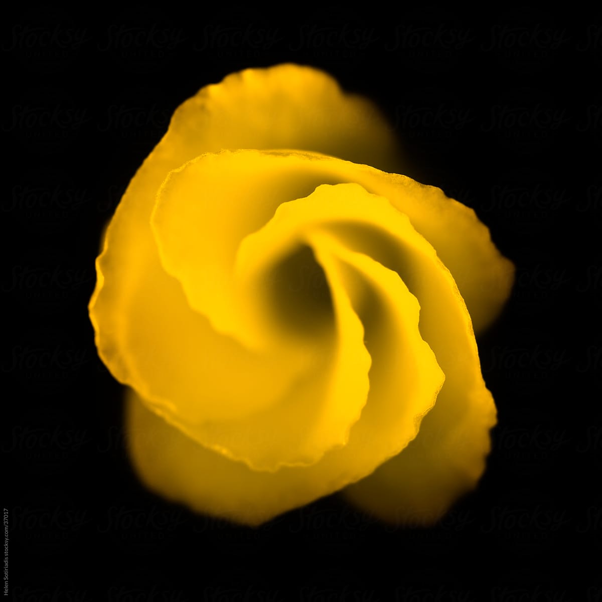 Yellow Bell Flower on Black Background