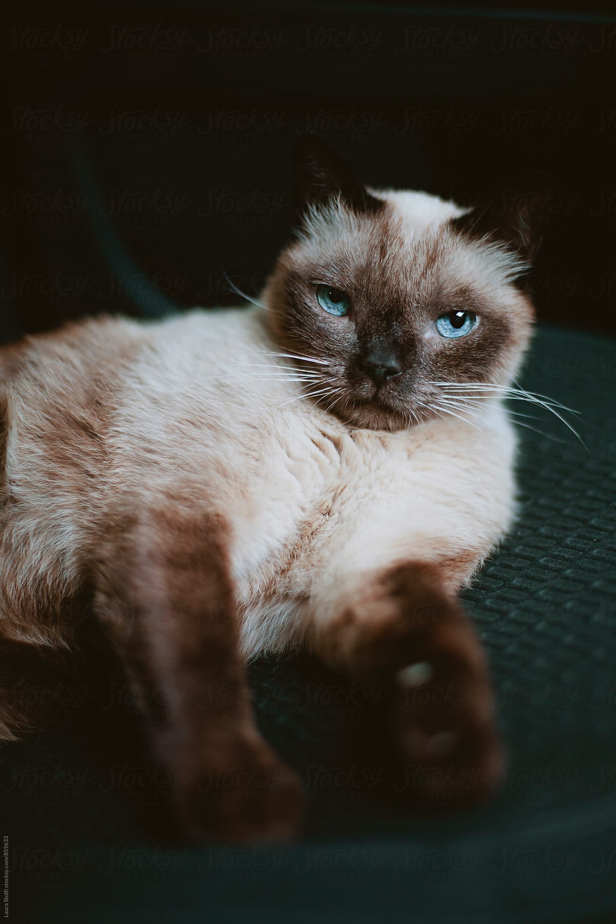 Siamese cat relaxing on board of car
