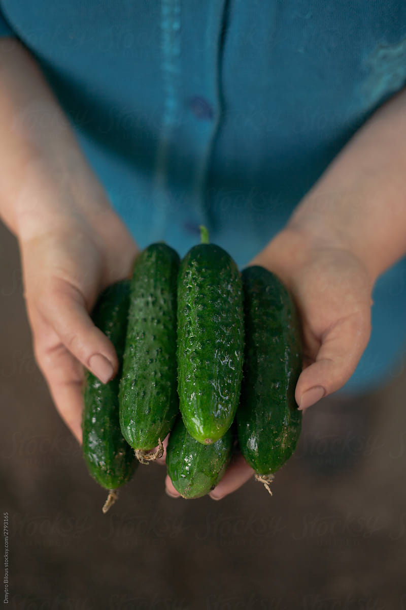 woman holds pickled cucumbers in her hands