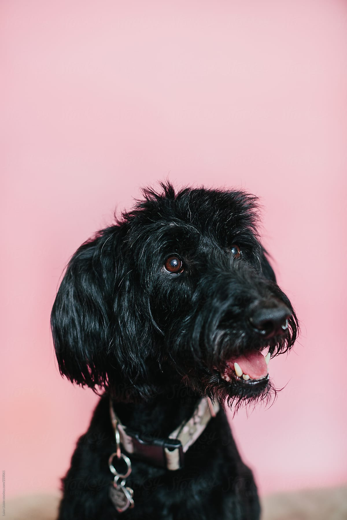 dog sitting for pink background portrait