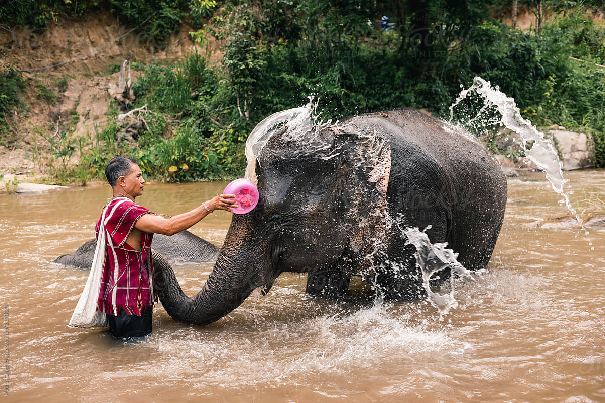 Man washing an elephant inside a river