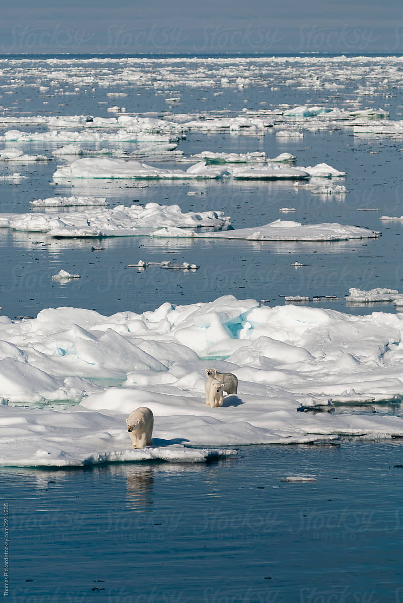 Polar bears walking on sea ice.