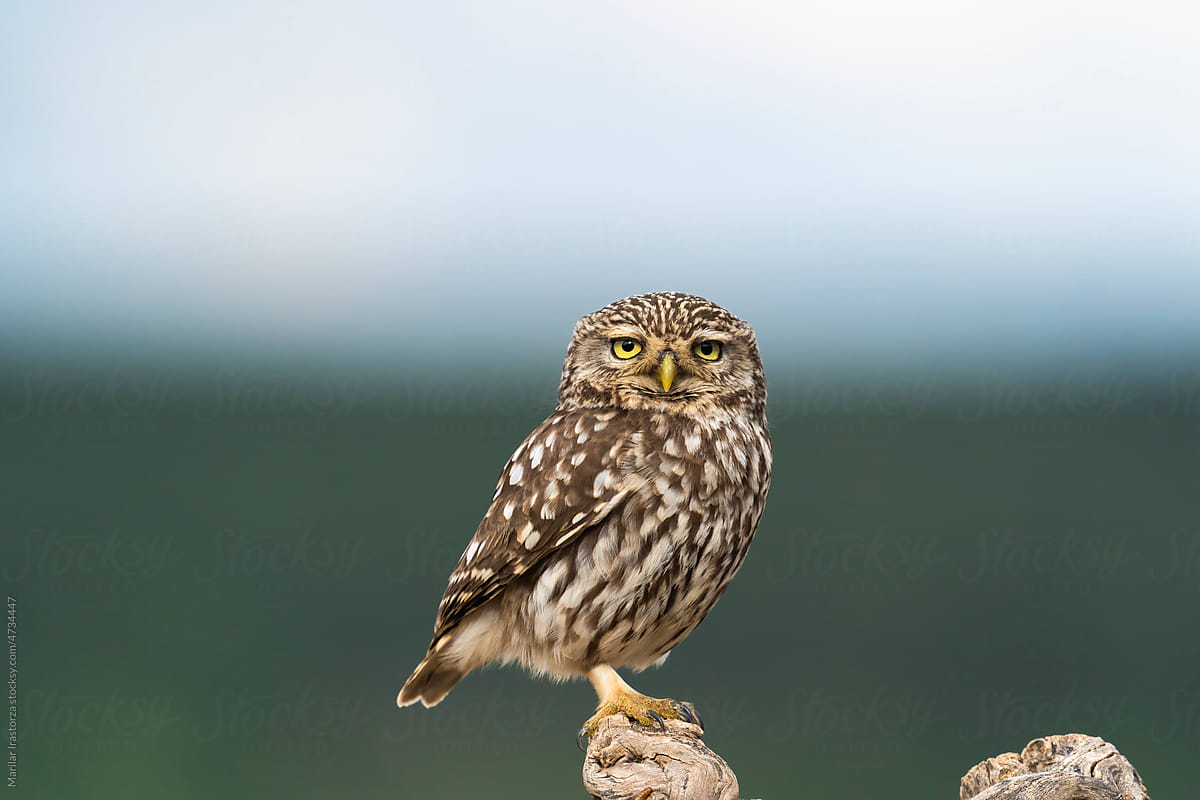 Little Owl Looking Straight Into The Camera
