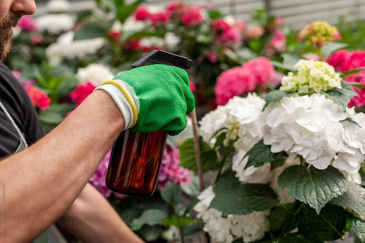 Hand of man with sprayer watering flowers