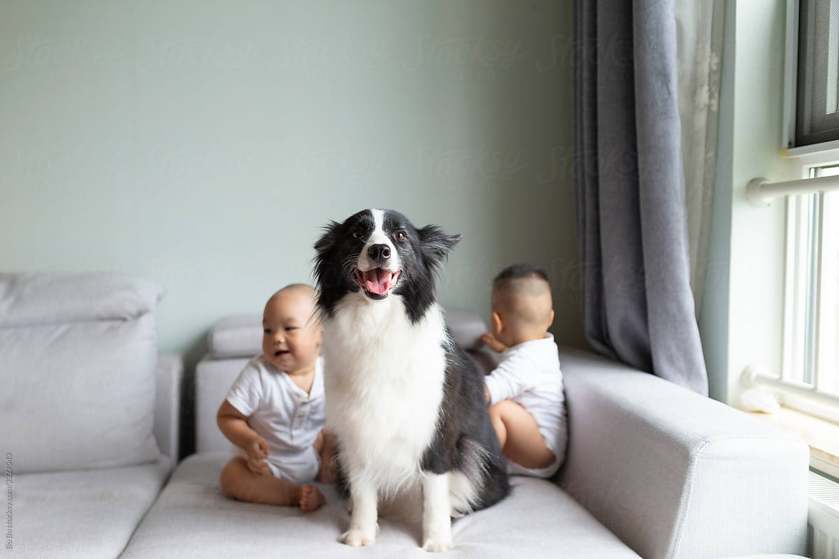 asian baby with pet dog at home