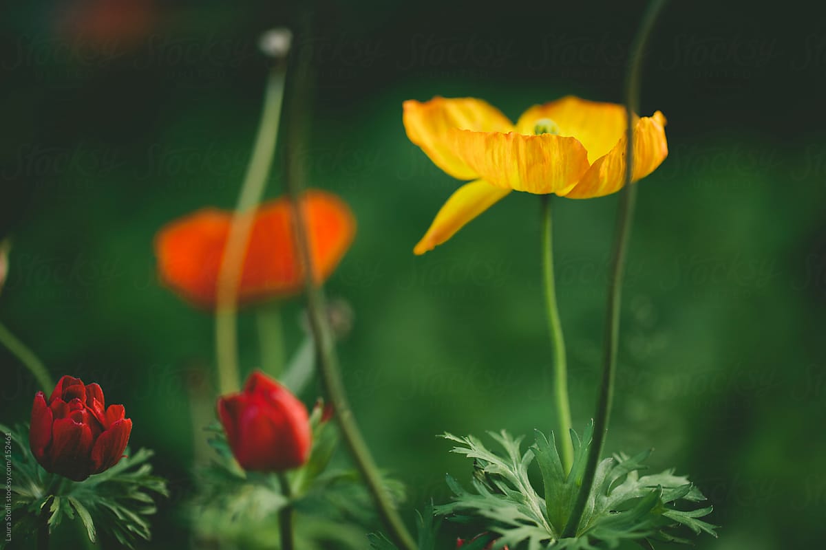 Yellow and red poppies in blossom