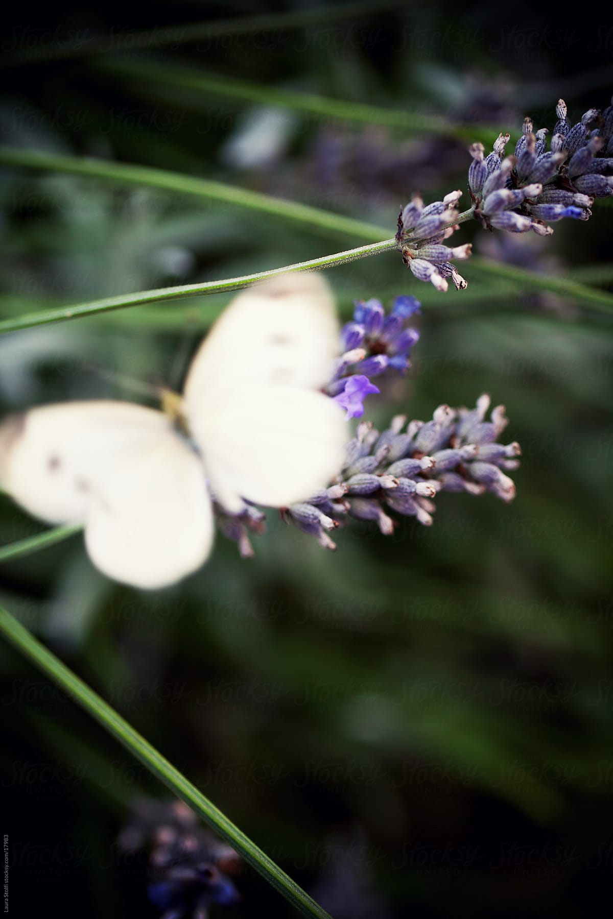Blurry white butterfly behind lavender flowers