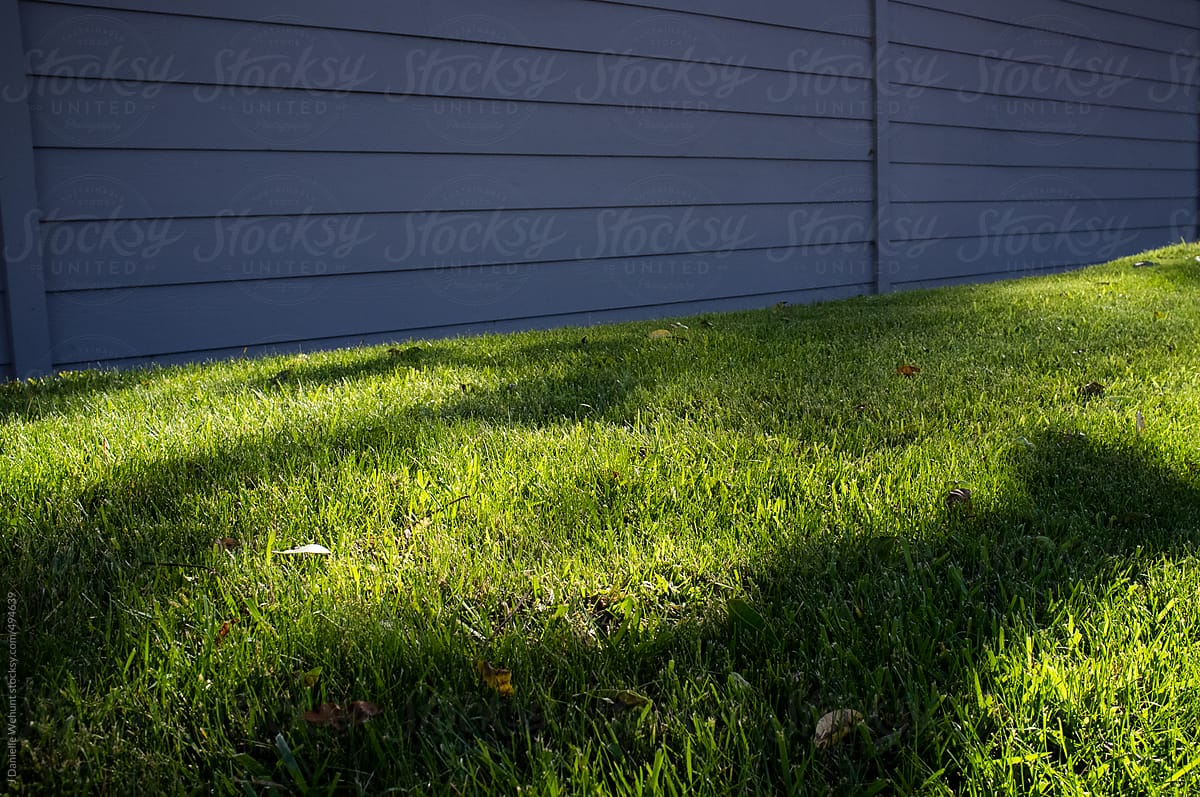Dinosaur shadow on green lawn