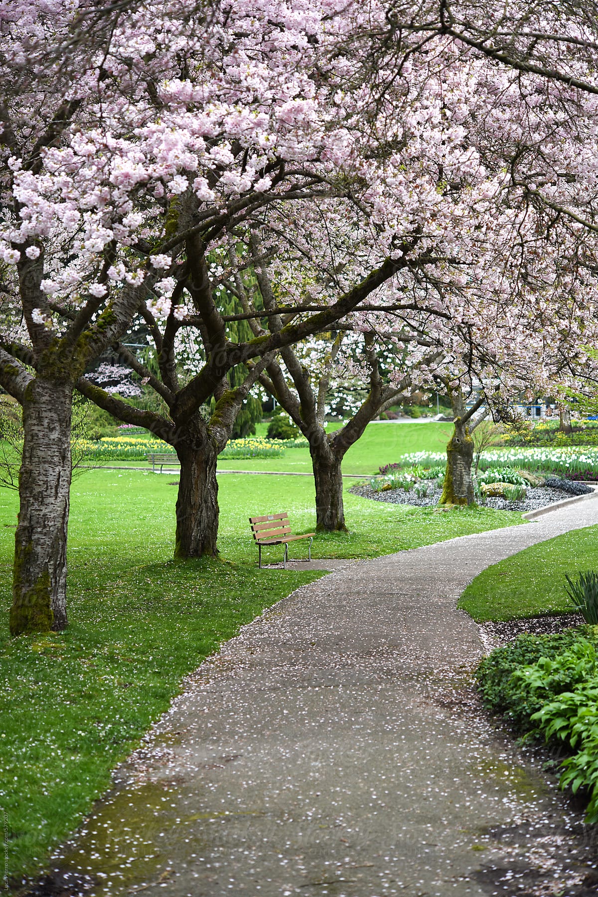 Cherry blossoms in Stanley Park, Vancouver