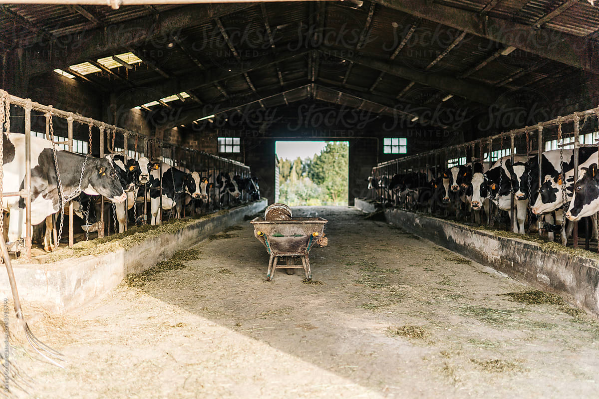 View of a cow farm from the inside